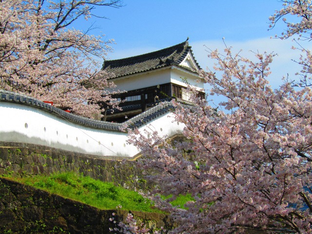 臼杵城址桜