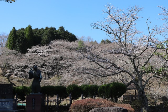 吉四六ランド(開花状況) 吉四六ランド(開花状況)