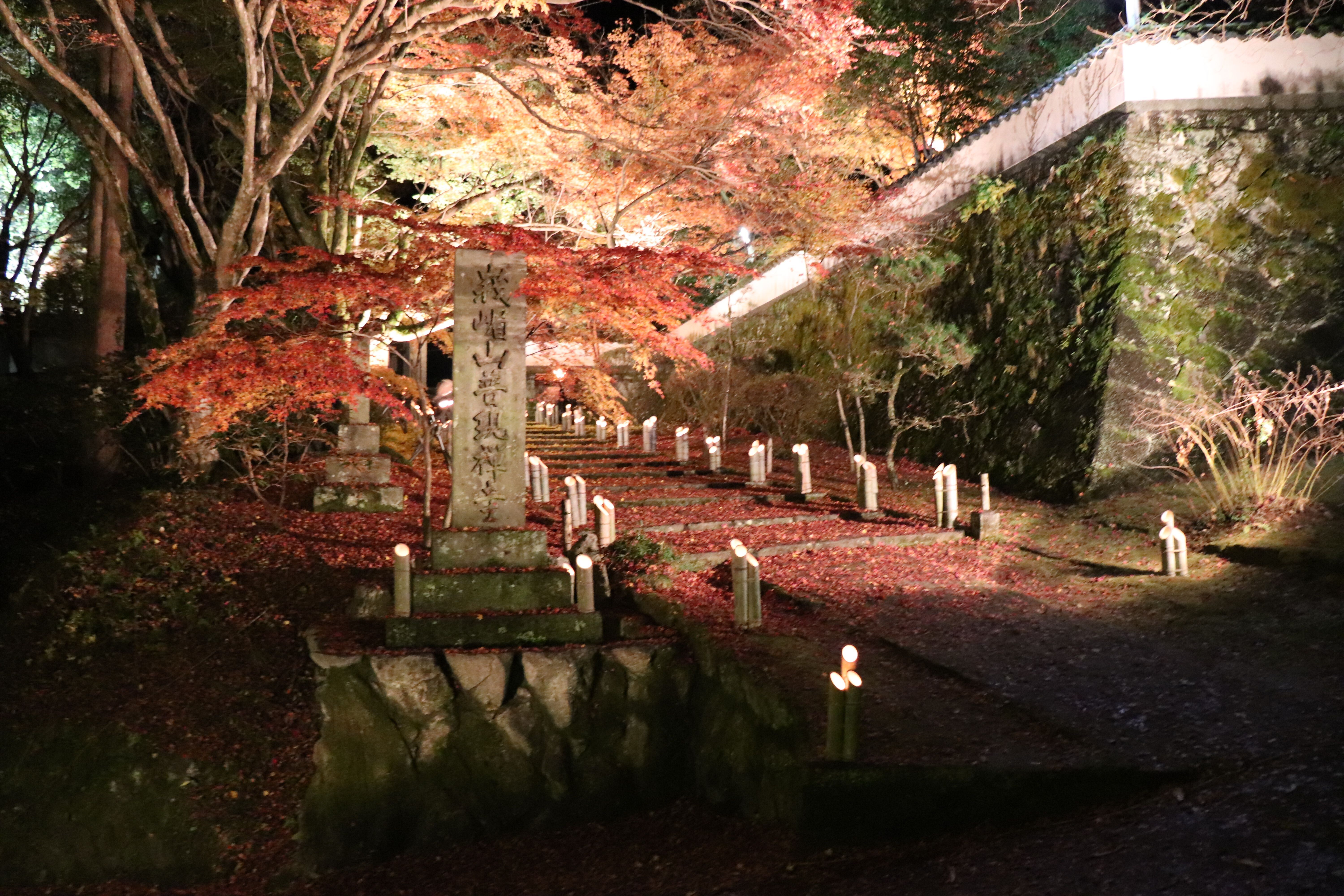 R6もみじライトアップ