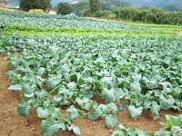 給食畑の野菜の写真