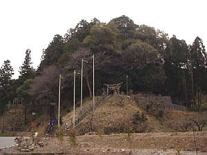 コジイの原生林 コジイの原生林の写真