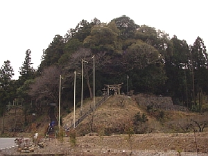 コジイの原生林の写真