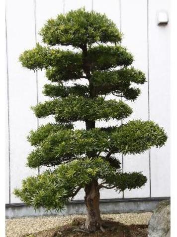 イヌマキの木